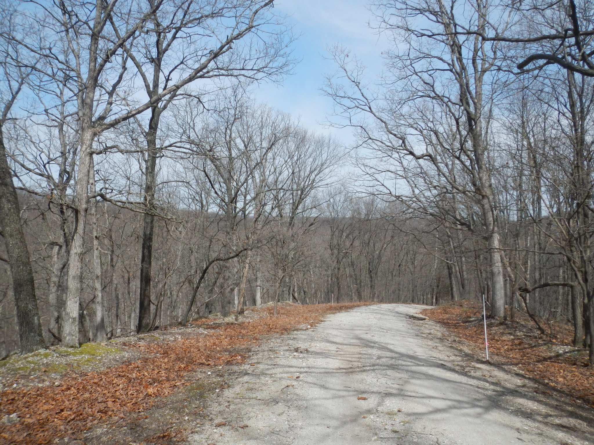 Photo of a road through forest without leaves on trees at Tyson Research Center