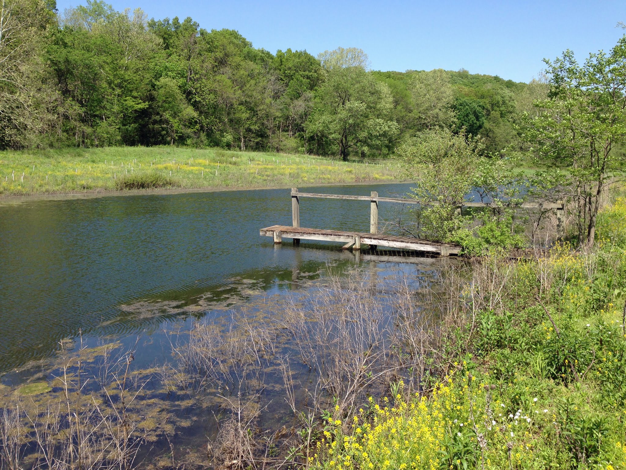 Photo of a pond in spring with surrounding forest and grassland at Tyson Research Center